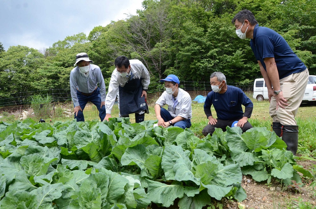 高冷地キャベツの試験栽培に取り組む関係者ら＝７月上旬、静岡市葵区